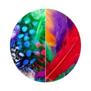 Guinea Fowl Feather